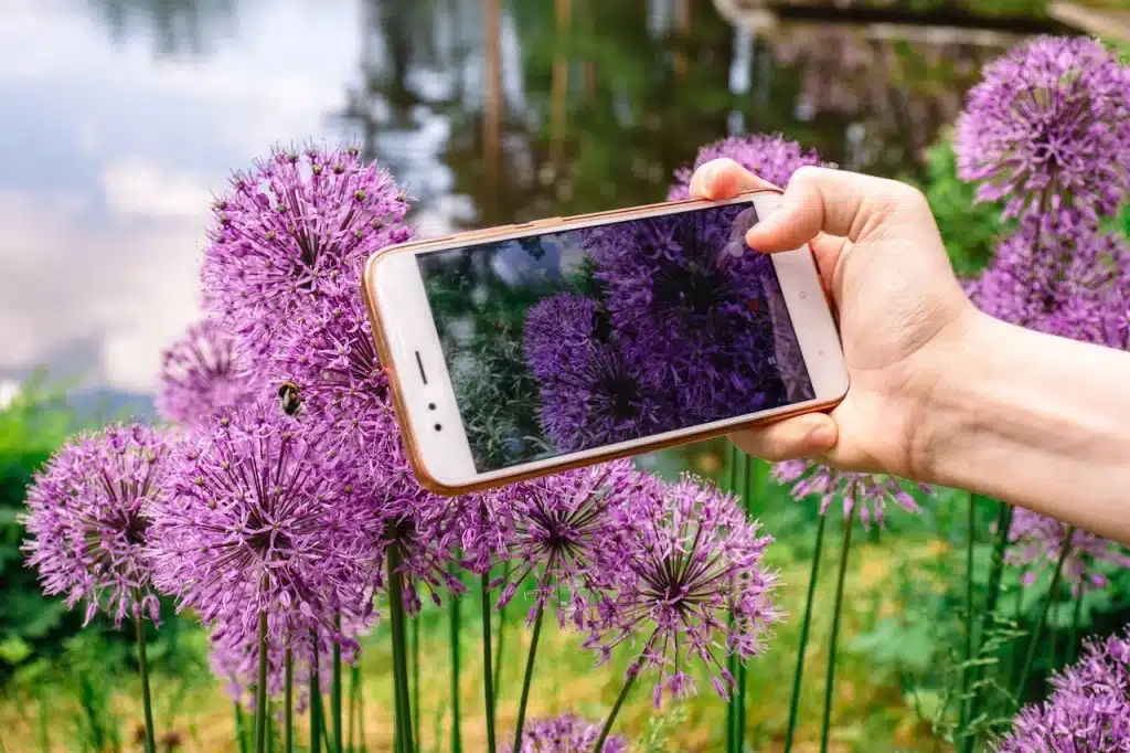 identificação de plantas